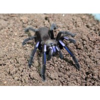 Chilobrachys Sp. Electric Blue  - Electric Blue Earth Tiger (Old World)